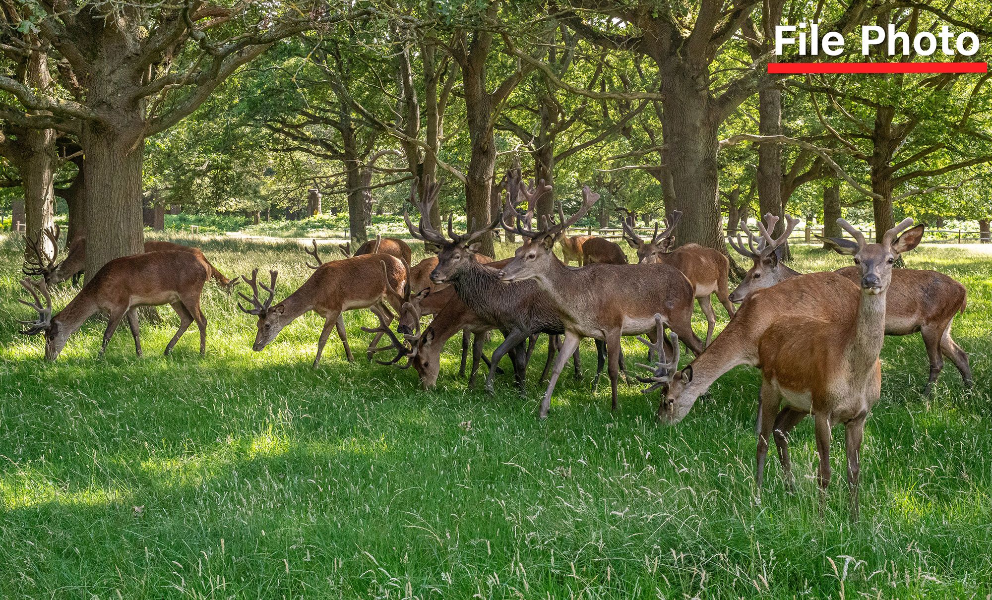 <i>Alex Lentati/LNP/Shutterstock via CNN Newsource</i><br/>Visitors to Richmond Park have been urged to stop feeding the deer after a stag was killed following a picnic attack.