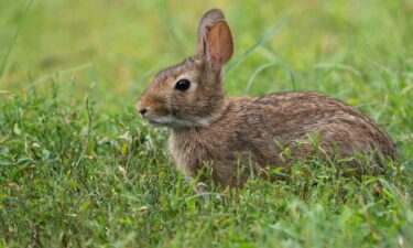 Tularemia