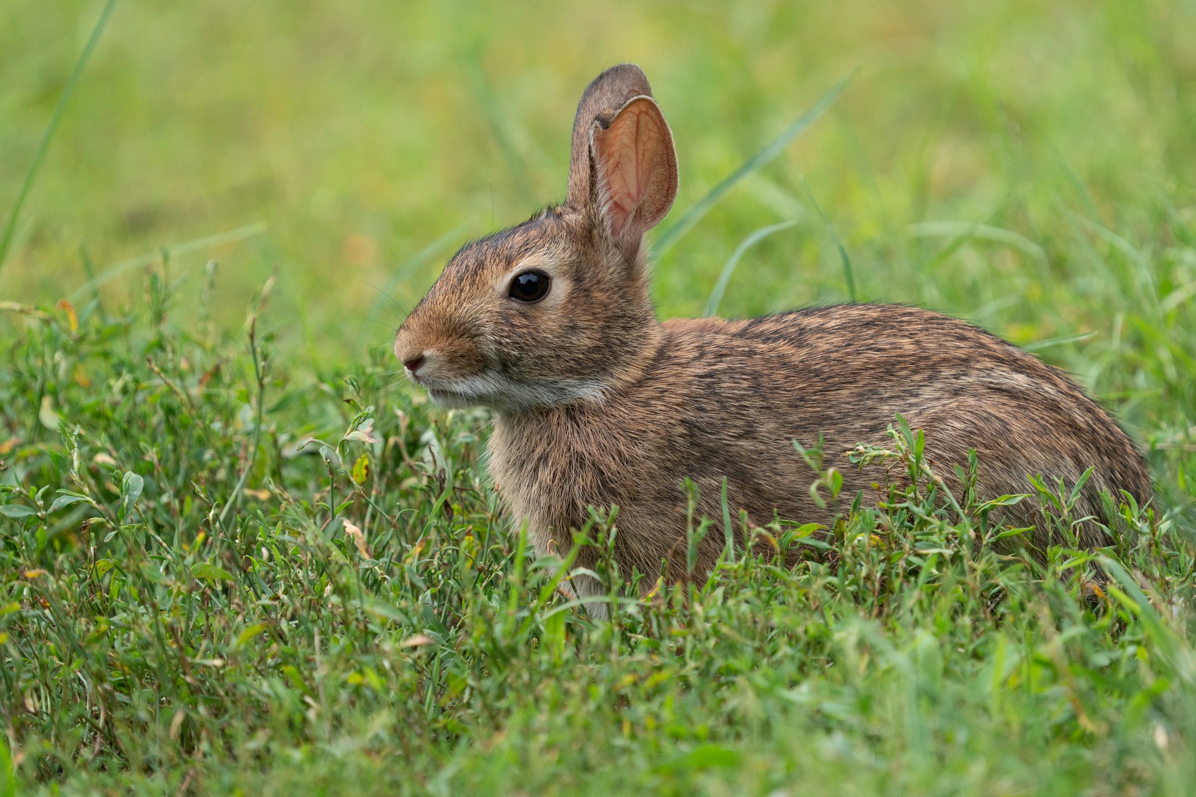 <i>Joan D Squared/iStockphoto/Getty Images via CNN Newsource</i><br/>Tularemia
