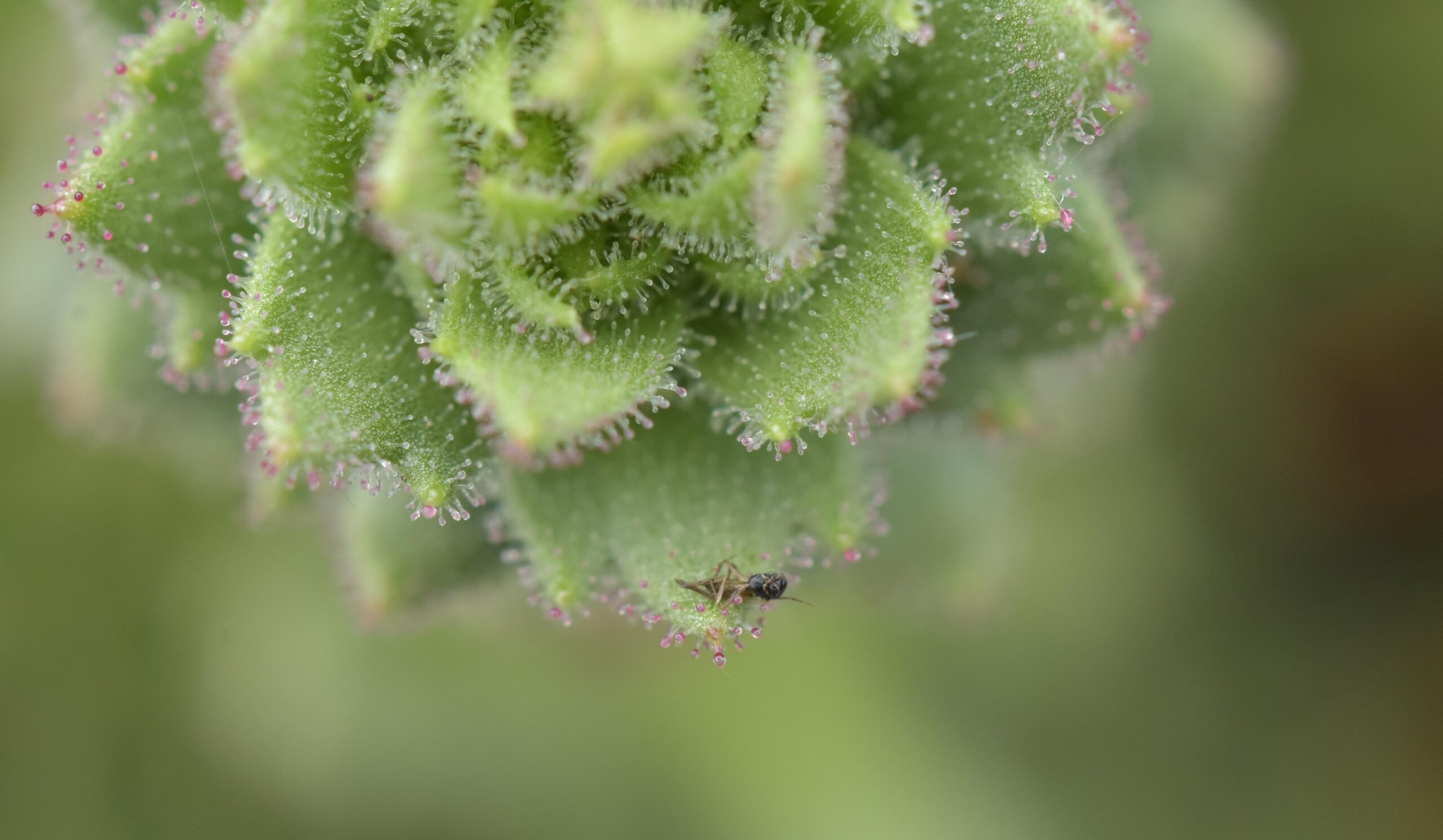 <i>Xin-Jian Zhang via CNN Newsource</i><br/>A flowering Saxifraga candelabrum plant captures insects with its sticky glandular hairs.