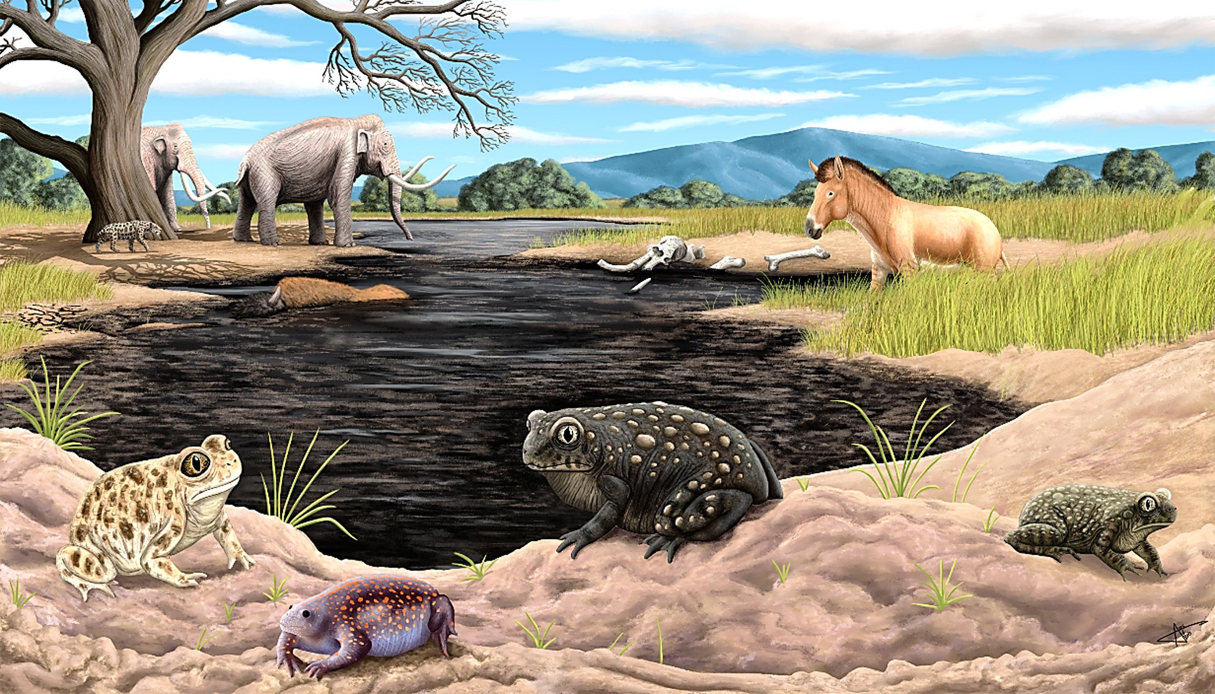 <i>Mario Tama/Getty Images via CNN Newsource</i><br/>Mammal bones protrude from pit 91 during a media tour at the La Brea Tar Pits