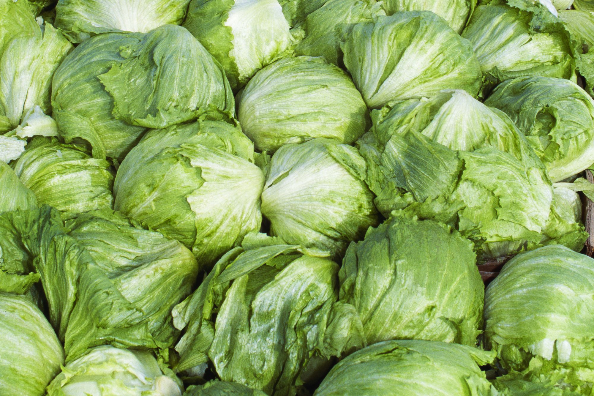 <i>Tony Hertz/Universal Images Group/Getty Images/File via CNN Newsource</i><br/>Experts believe that because lettuce is perishable
