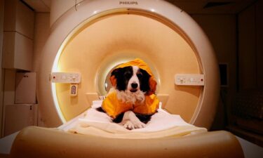 Trained pet dogs remained awake during fMRI scans as researchers measured their brain activity while they viewed images of human faces expressing happiness