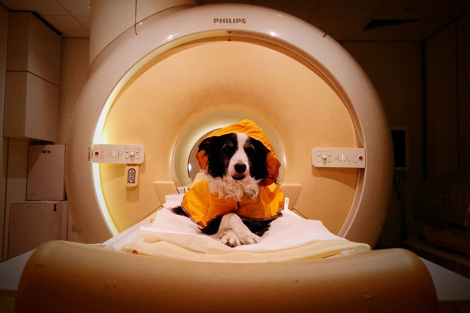 <i>Laura V. Cuaya via CNN Newsource</i><br/>Trained pet dogs remained awake during fMRI scans as researchers measured their brain activity while they viewed images of human faces expressing happiness