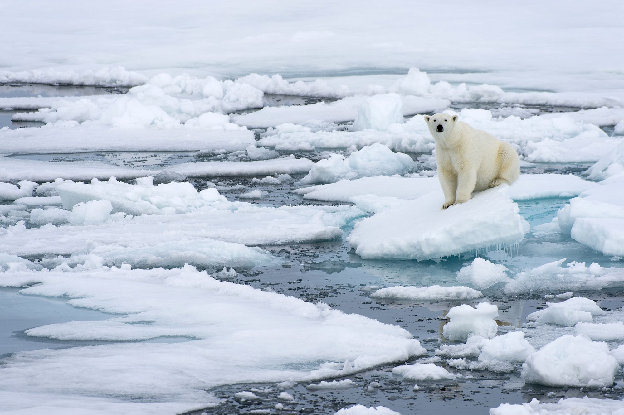 <i>Jonathan Nackstrand/AFP/Getty Images via CNN Newsource</i><br/>A warning sign depicts a polar bear at the side of a road in Longyearbyen on the Svalbard Archipelago