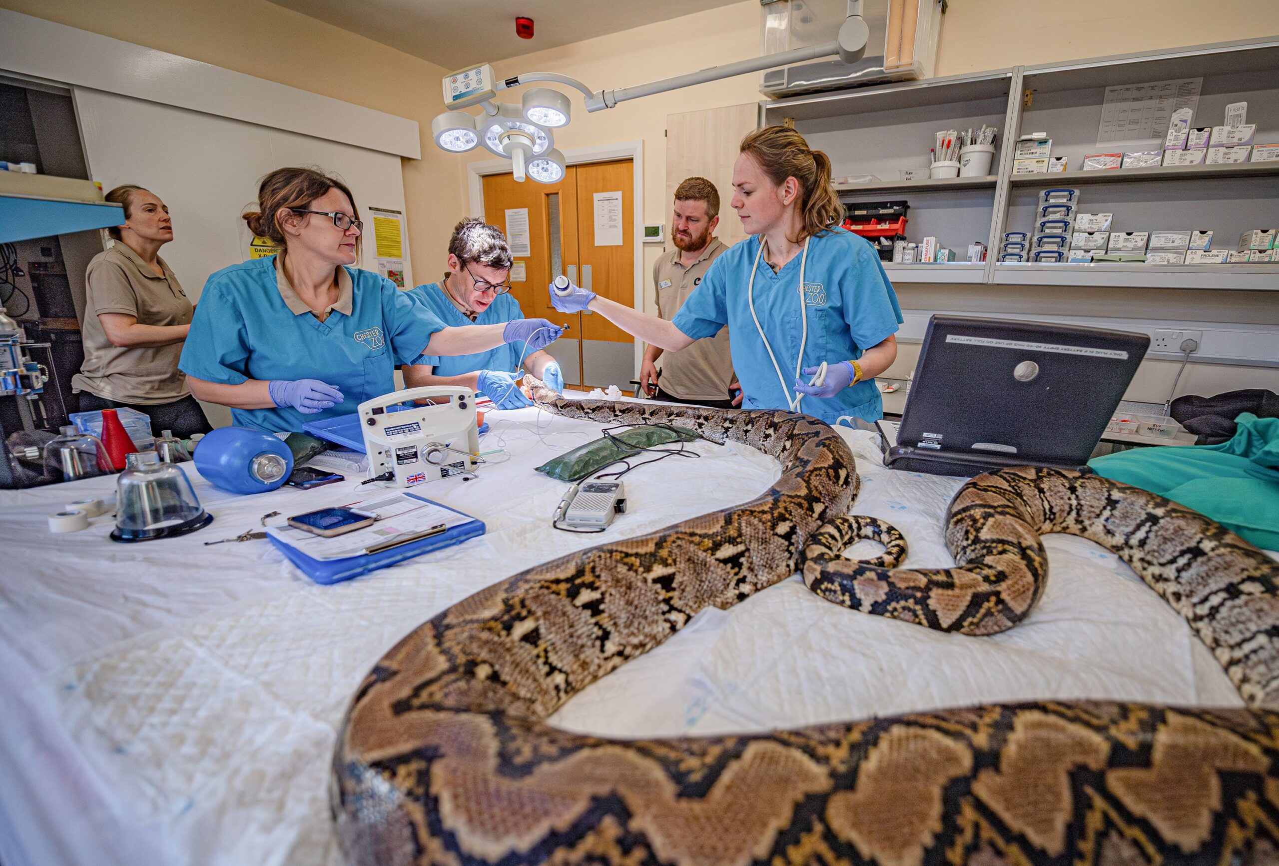 <i>Steve Rawlins/Chester Zoo via CNN Newsource</i><br/>The python