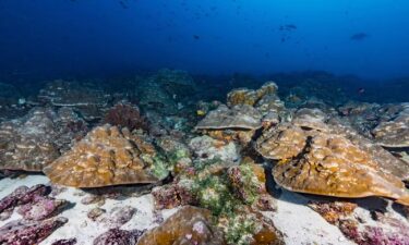 University of Arizona researcher Diane Thompson takes a sample from an ancient coral