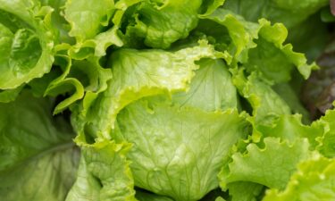 People don't need to avoid iceberg lettuce completely