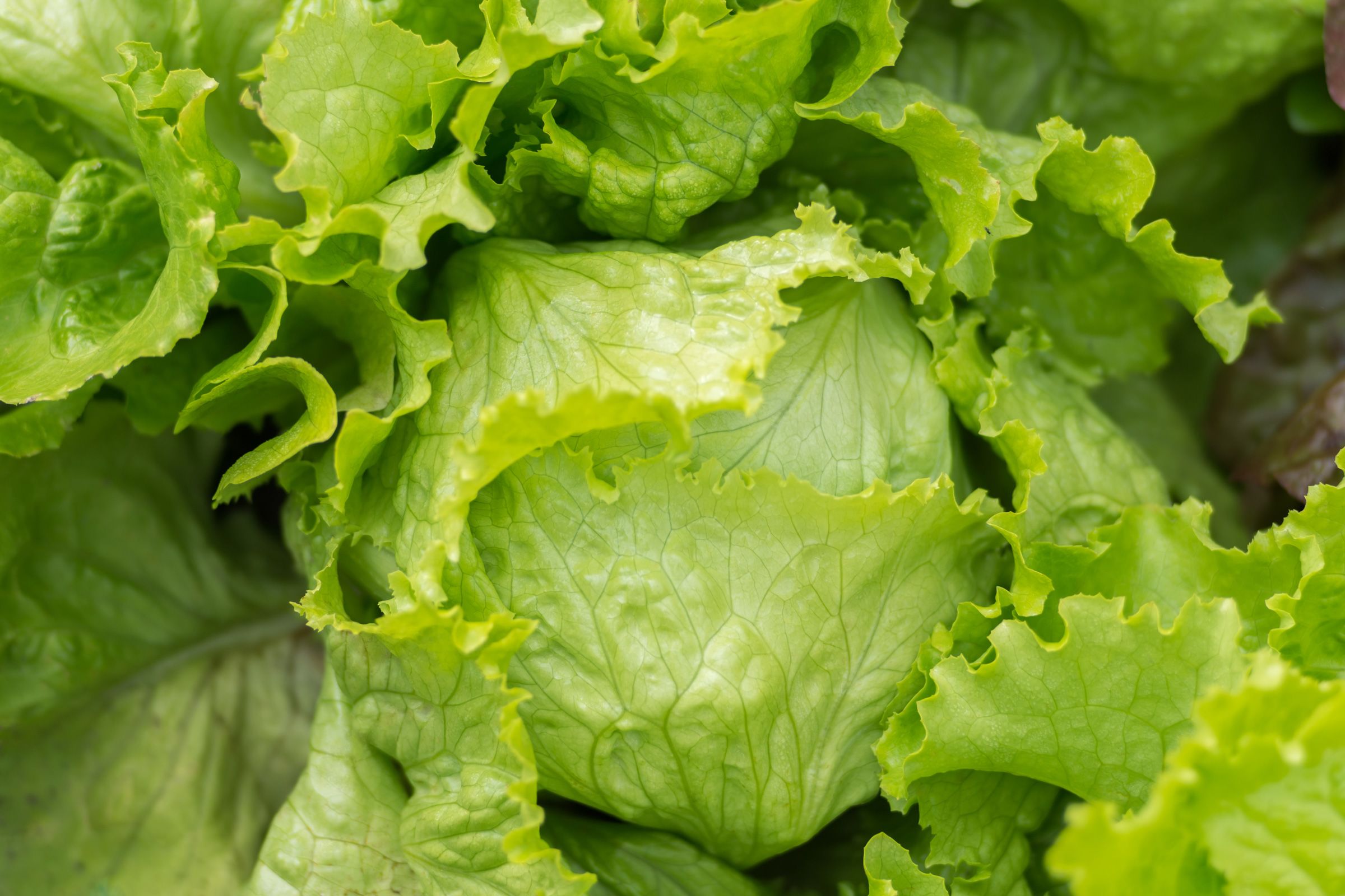 <i>Svetlana Popova/iStockphoto/Getty Images via CNN Newsource</i><br/>People don't need to avoid iceberg lettuce completely