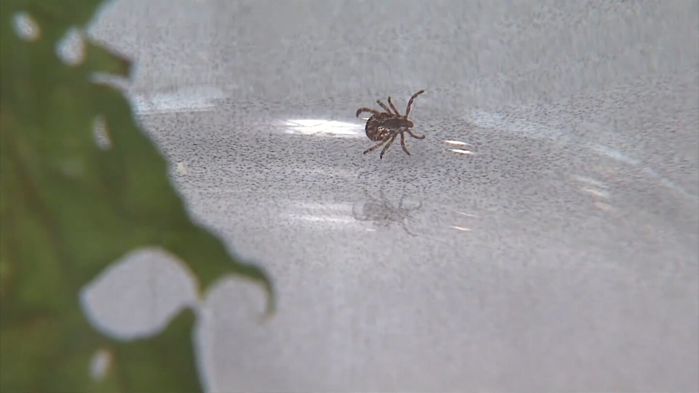 A tick crawling in glass container.