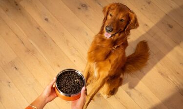 Uncover your kibble: 5 things to look for in your dog&rsquo;s food