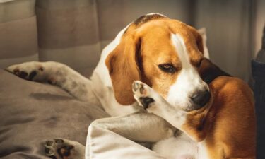 Common food allergies for dogs and how to avoid them