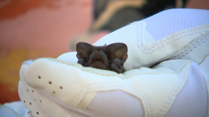 Bat