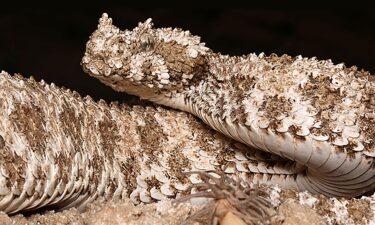 The viper's twitching tail tip mimics a crawling spider.