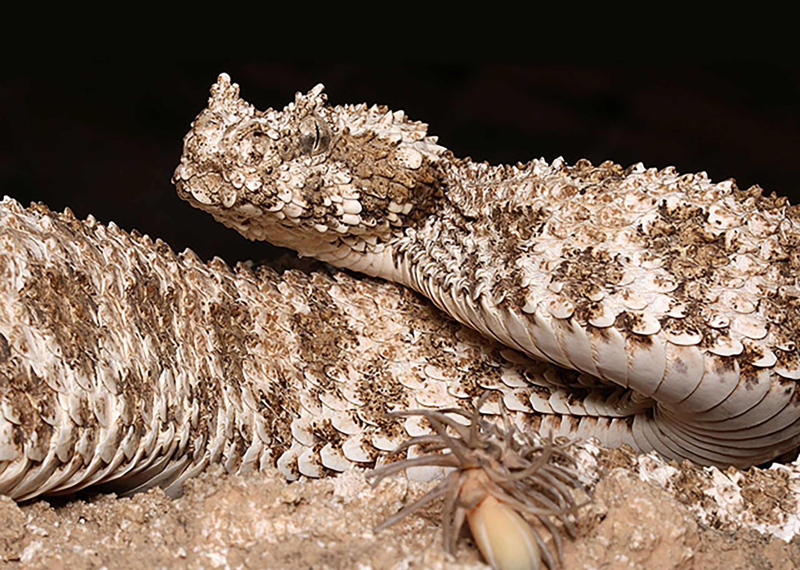 <i>Sara Ruane/Field Museum via CNN Newsource</i><br/>The viper's twitching tail tip mimics a crawling spider.