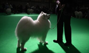 Maintaining the coat of a Samoyed