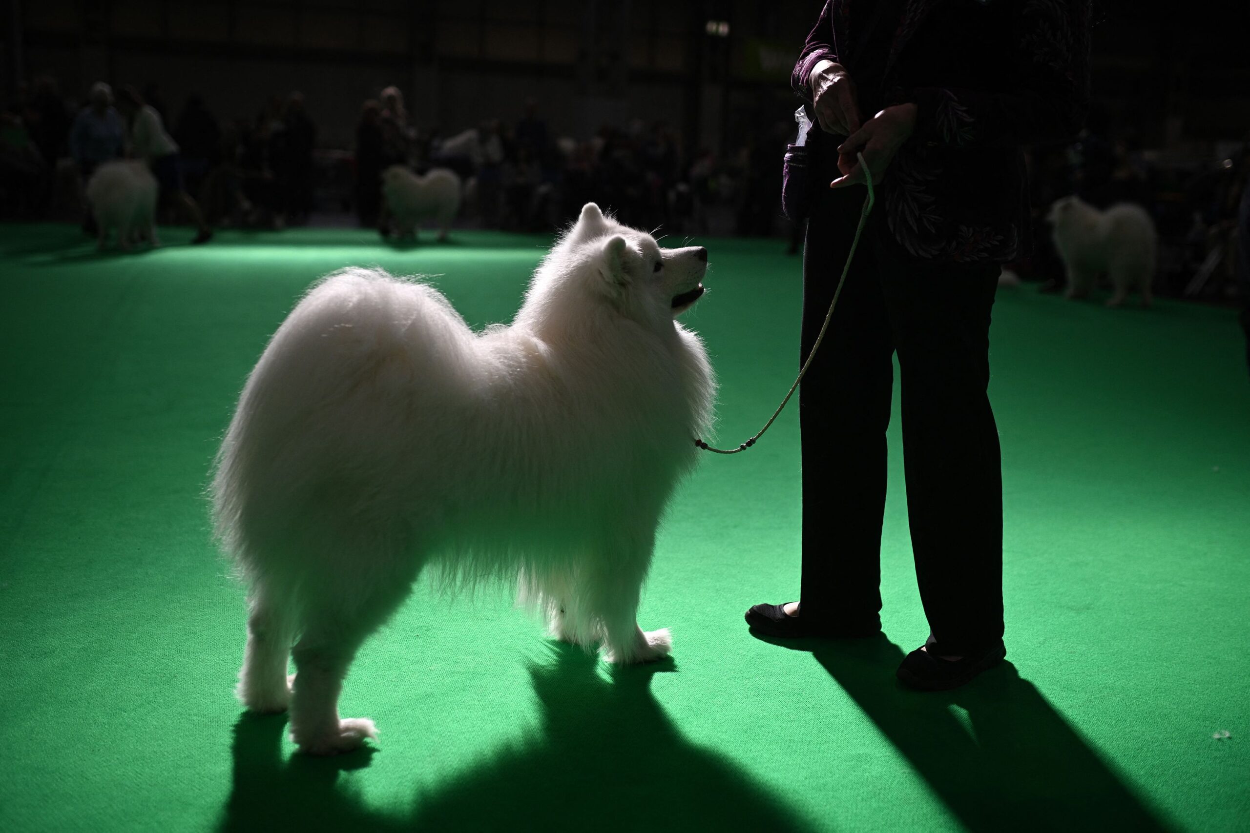 <i>Oli Scarff/AFP/Getty Images via CNN Newsource</i><br/>Maintaining the coat of a Samoyed