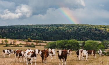 Montbéliarde cows are used for Comté cheese production. Comté is among a handful of cheeses for which farmers have received authorization to loosen production requirements in response to climate strain.