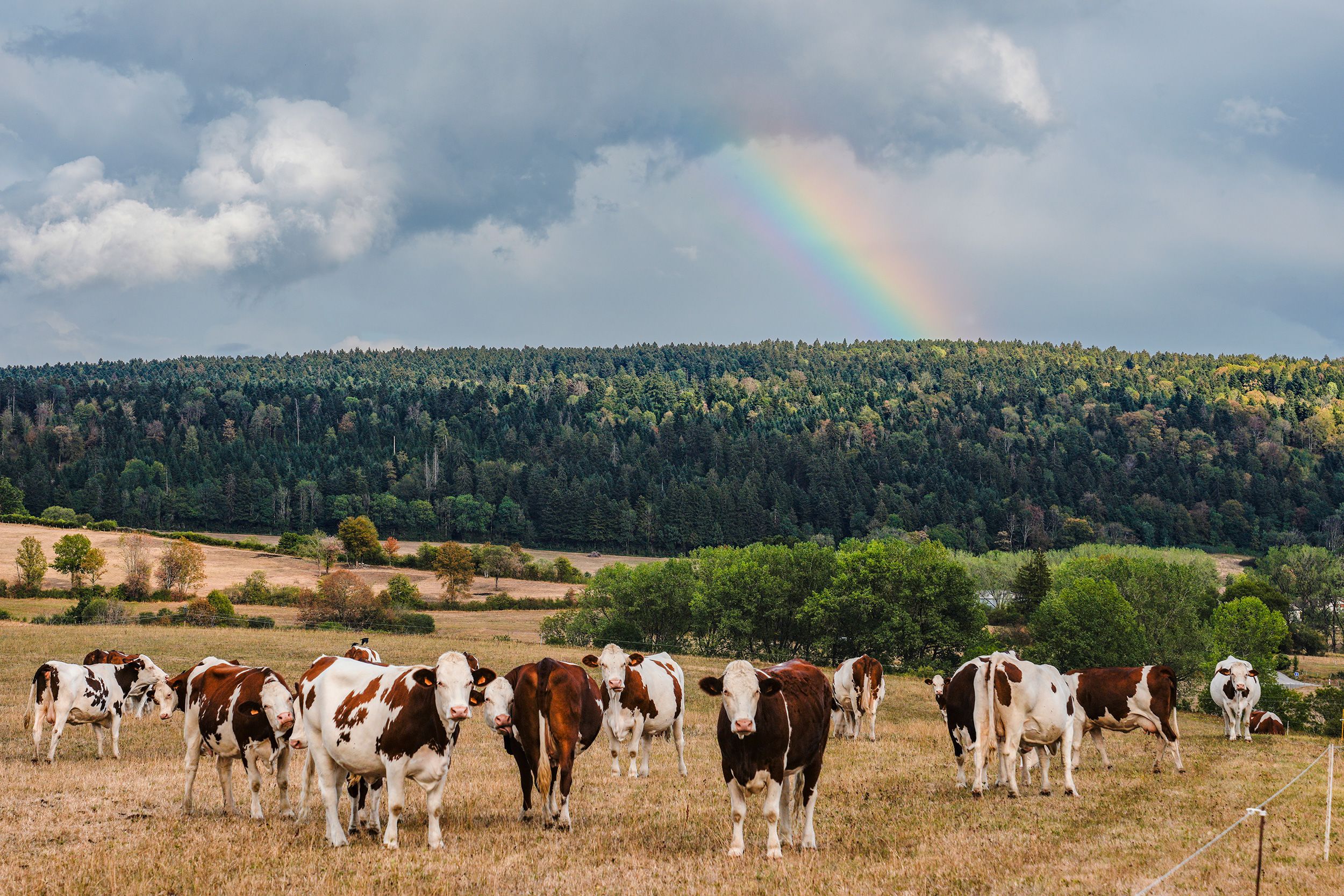 <i>Horacio Villalobos/Corbis/Getty Images via CNN Newsource</i><br/>Montbéliarde cows are used for Comté cheese production. Comté is among a handful of cheeses for which farmers have received authorization to loosen production requirements in response to climate strain.