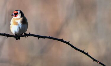 A European goldfinch
