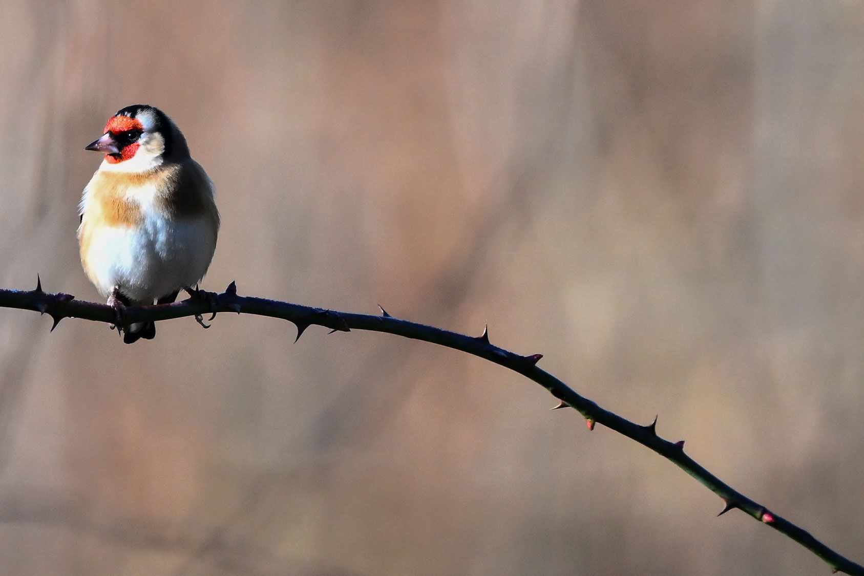 <i>Martin Lelievre/AFP/Getty Images via CNN Newsource</i><br/>A European goldfinch
