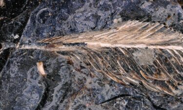A tiny fossilized feather is seen preserved in a coprolite