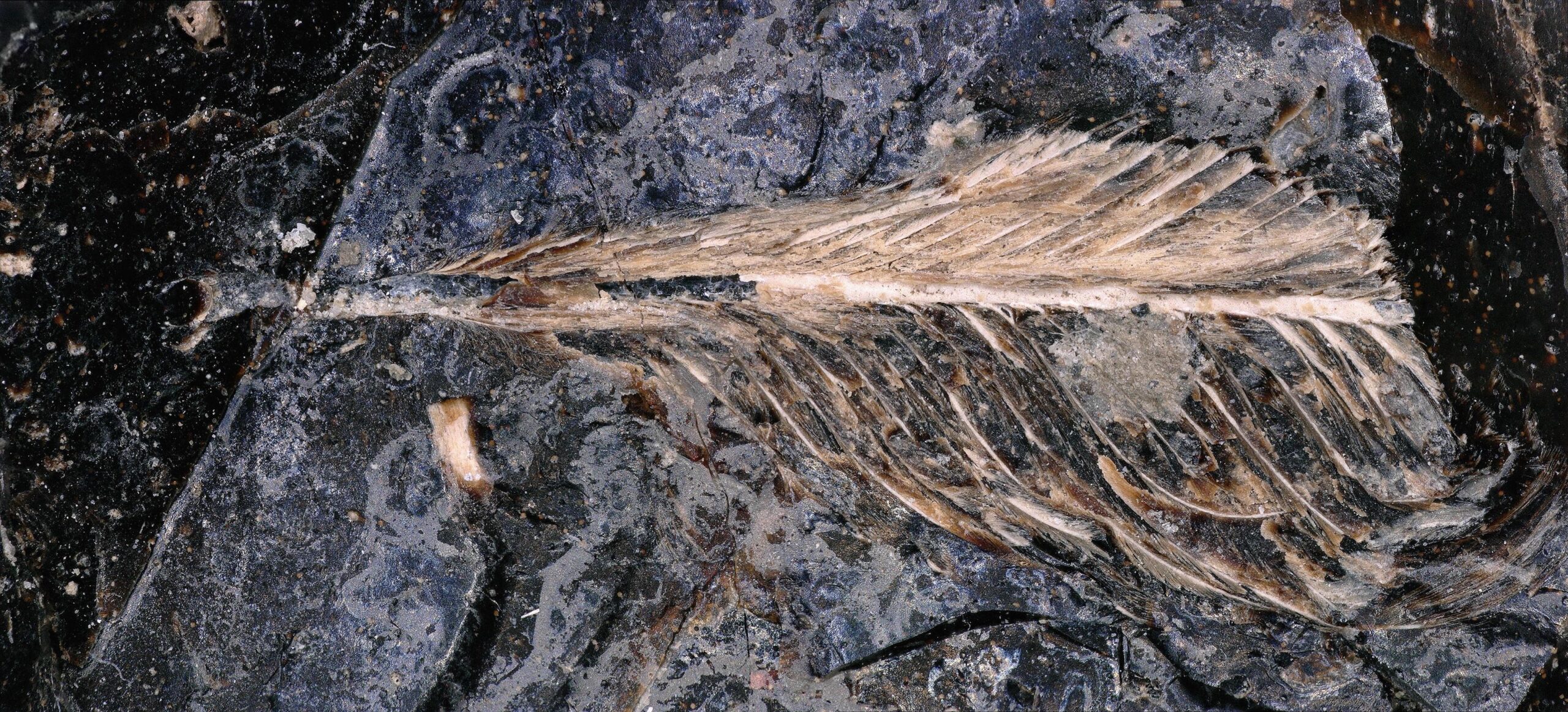 <i>David DeMar Jr./Field Museum via CNN Newsource</i><br/>A tiny fossilized feather is seen preserved in a coprolite