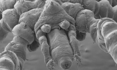 A photo of the new species of sea spider Tanystylum kiixin