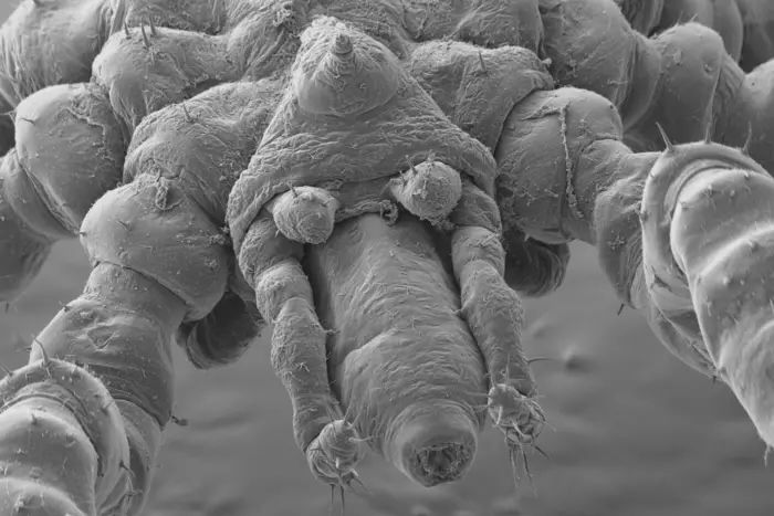 <i>Cormac Toler-Scott via CNN Newsource</i><br/>A photo of the new species of sea spider Tanystylum kiixin
