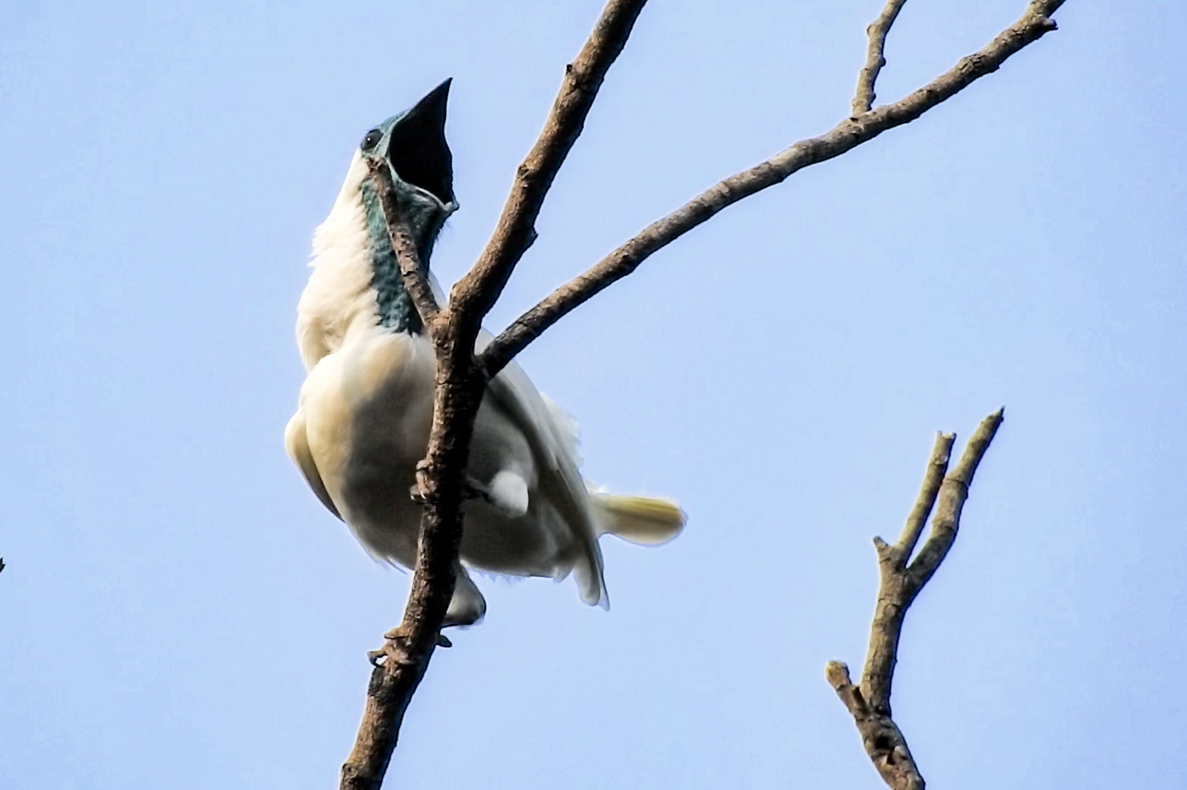 <i>João Menezes via CNN Newsource</i><br/>The red-legged seriema