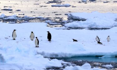 An emperor penguin (left) and Adélie penguins stand together on drifting ice on December 15