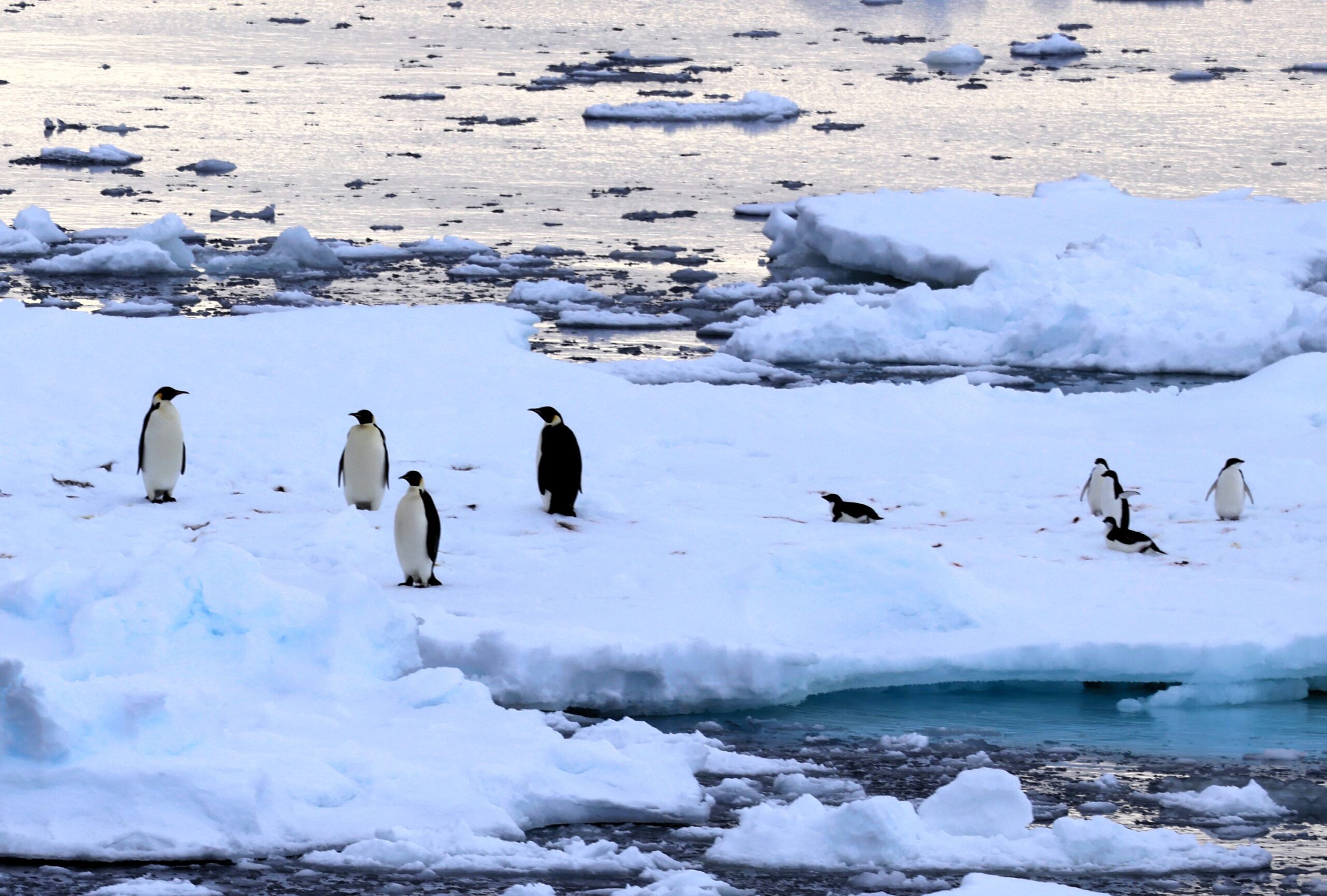 <i>The Asahi Shimbun/Getty Images via CNN Newsource</i><br/>An emperor penguin (left) and Adélie penguins stand together on drifting ice on December 15