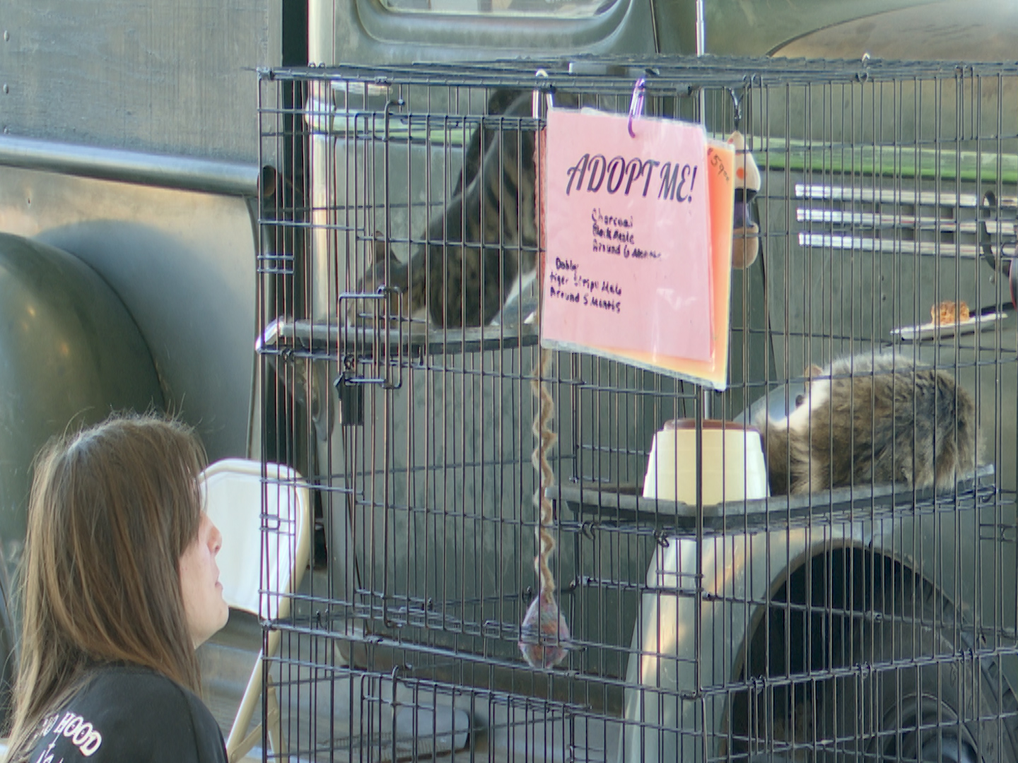Reed Chevrolet and M'Shoogy's team up for pet adoption event