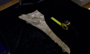 A top view of the Herugavialis skull. Paleontologists newly identified a crocodilian species that once roamed a shallow sea in what’s now Egypt about 45 million years ago.