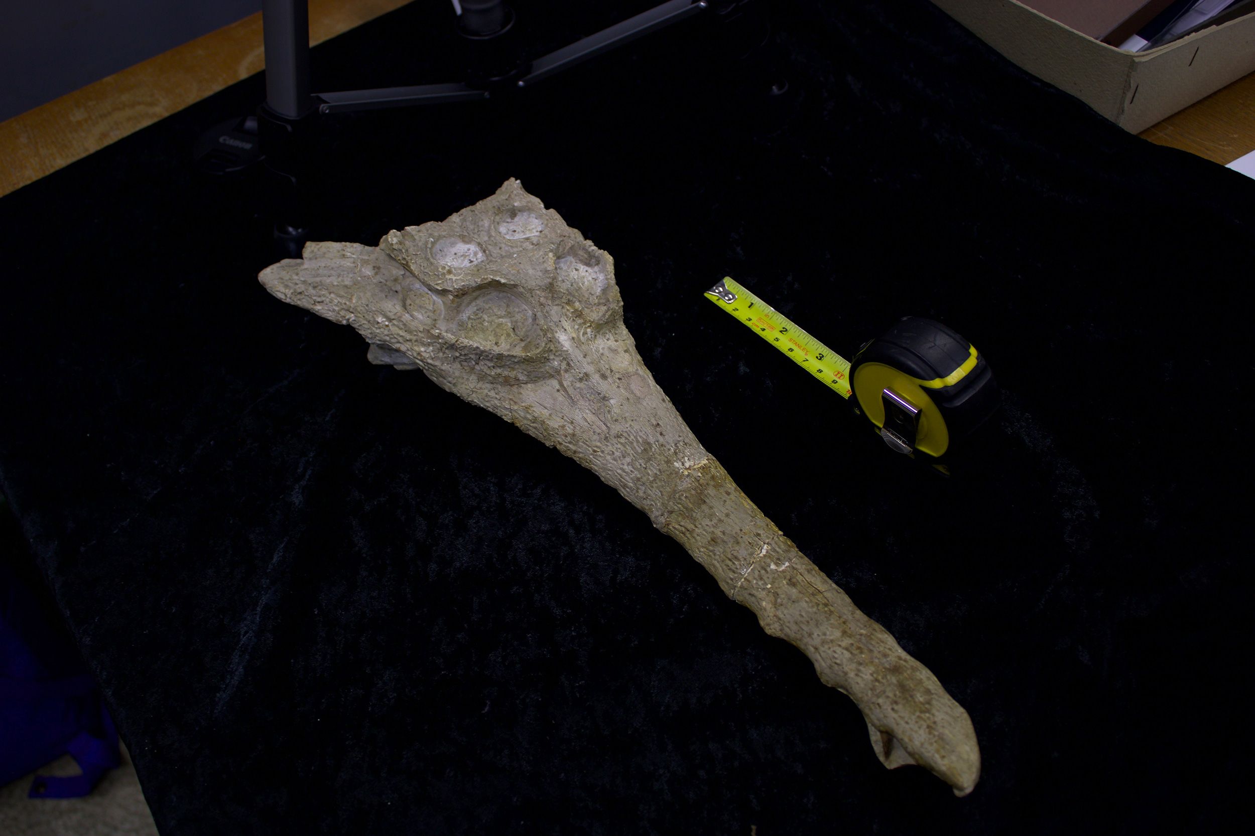 <i>Paul Burke via CNN Newsource</i><br/>A top view of the Herugavialis skull. Paleontologists newly identified a crocodilian species that once roamed a shallow sea in what’s now Egypt about 45 million years ago.
