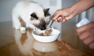 Seafood-based wet food contained nearly 28 times as much mercury as wet foods made with other meats