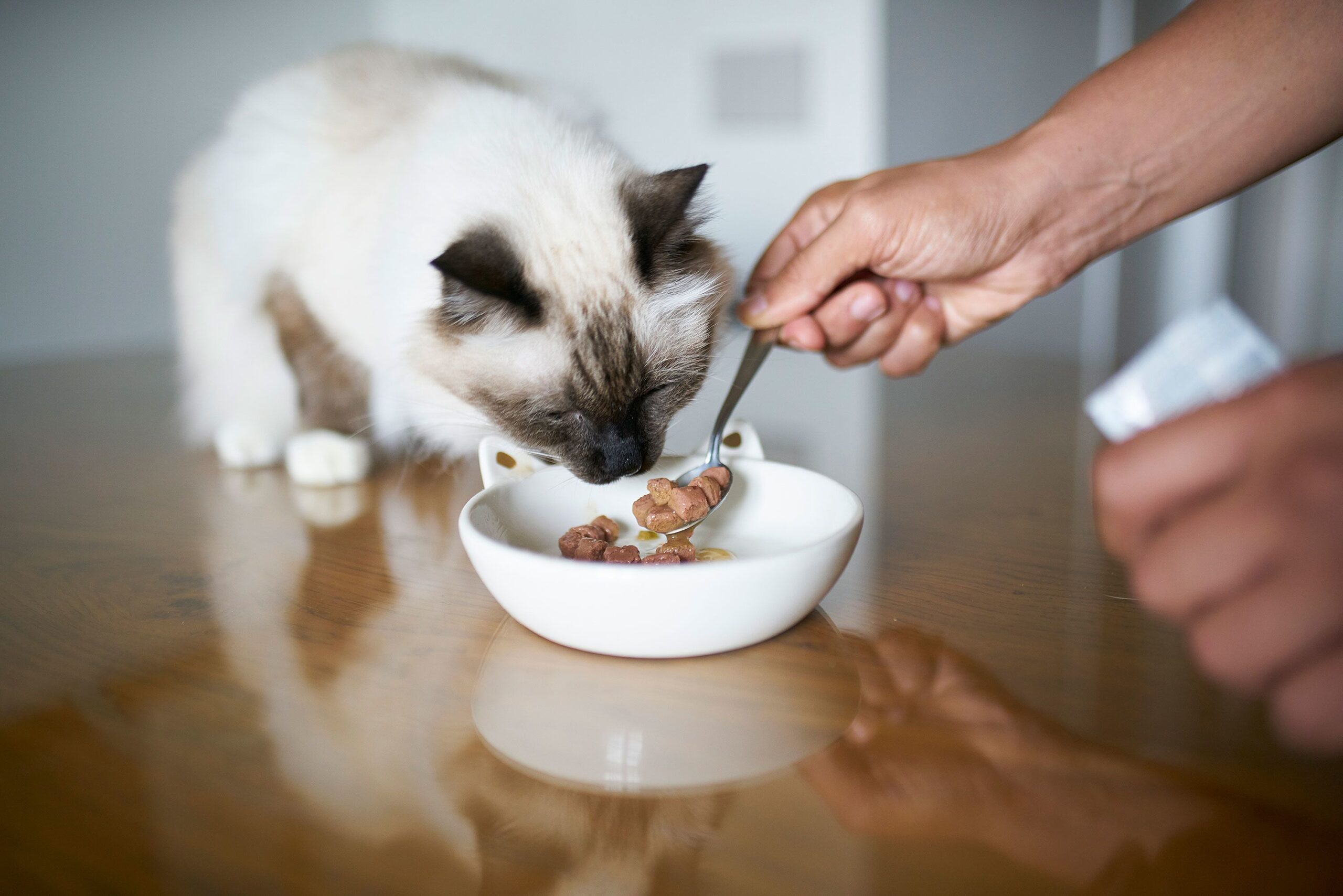 <i>Nico De Pasquale Photography/Moment RF/Getty Images via CNN Newsource</i><br/>Seafood-based wet food contained nearly 28 times as much mercury as wet foods made with other meats