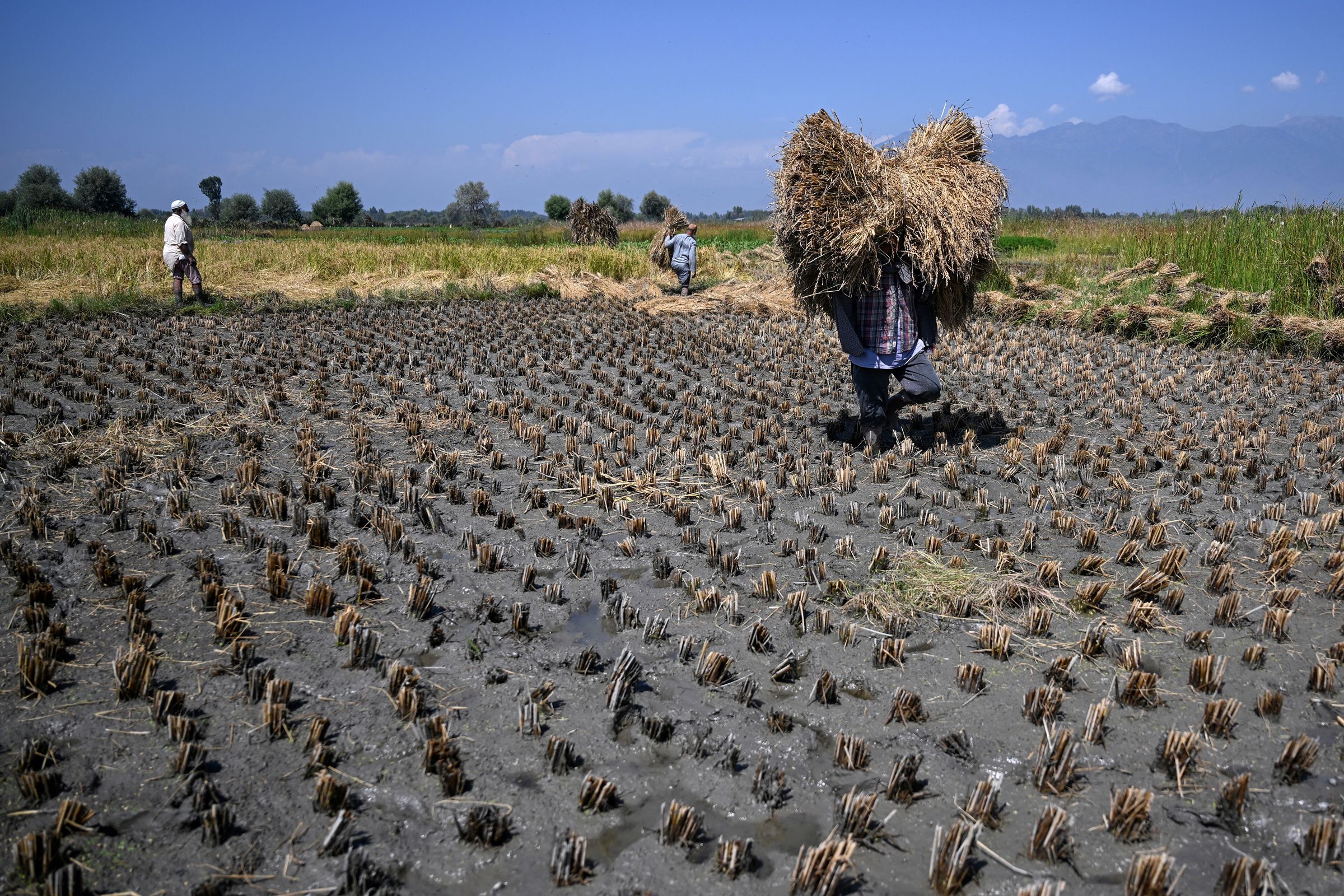<i>Martin Bertrand/AFP/Hans Lucas/Getty Images via CNN Newsource</i><br/>A dry maize crop grows among scattered trees at the Rukinga demonstration farm near Maungu