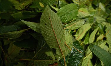 Kratom leaves have more than 40 psychoactive compounds