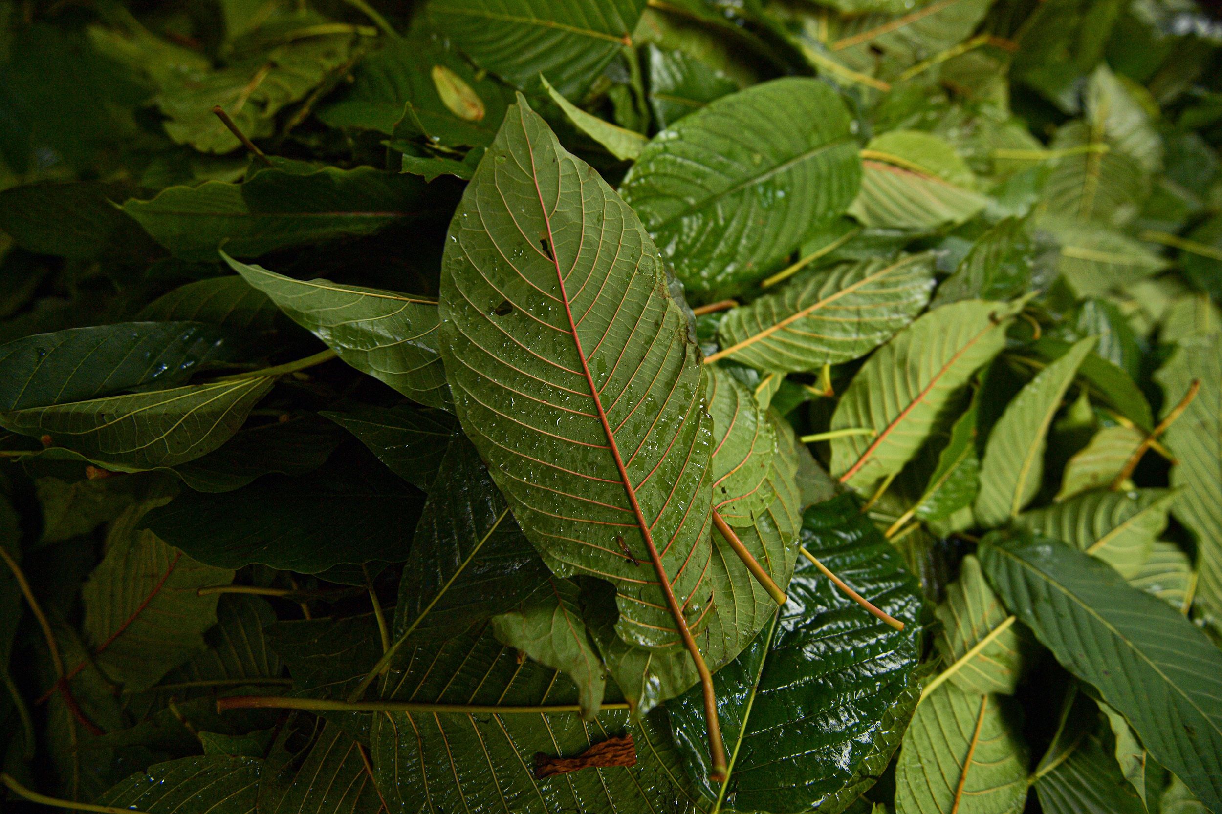 <i>Vachira Vachira/NurPhoto/Shutterstock via CNN Newsource</i><br/>Kratom leaves have more than 40 psychoactive compounds