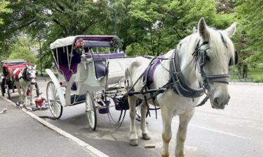 Carriage horses line one of the entrances to Central Park as drivers try to persuade tourists to take a horse-drawn carriage ride around the park.