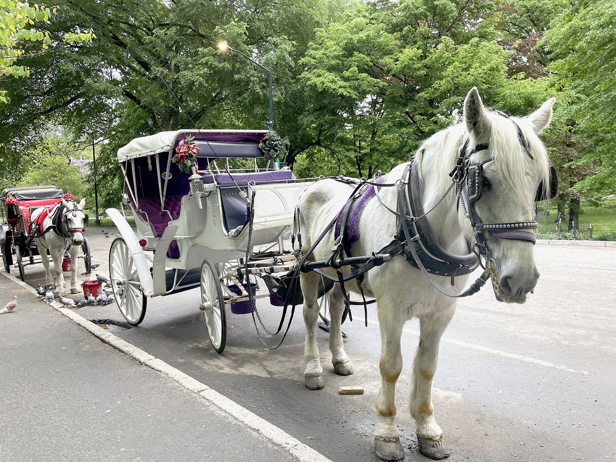 <i>Deb Cohn-Orbach/UCG/Universal Images Group/Getty Images via CNN Newsource</i><br/>Carriage horses line one of the entrances to Central Park as drivers try to persuade tourists to take a horse-drawn carriage ride around the park.