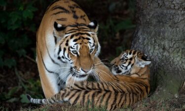 A rare Amur Tiger cub