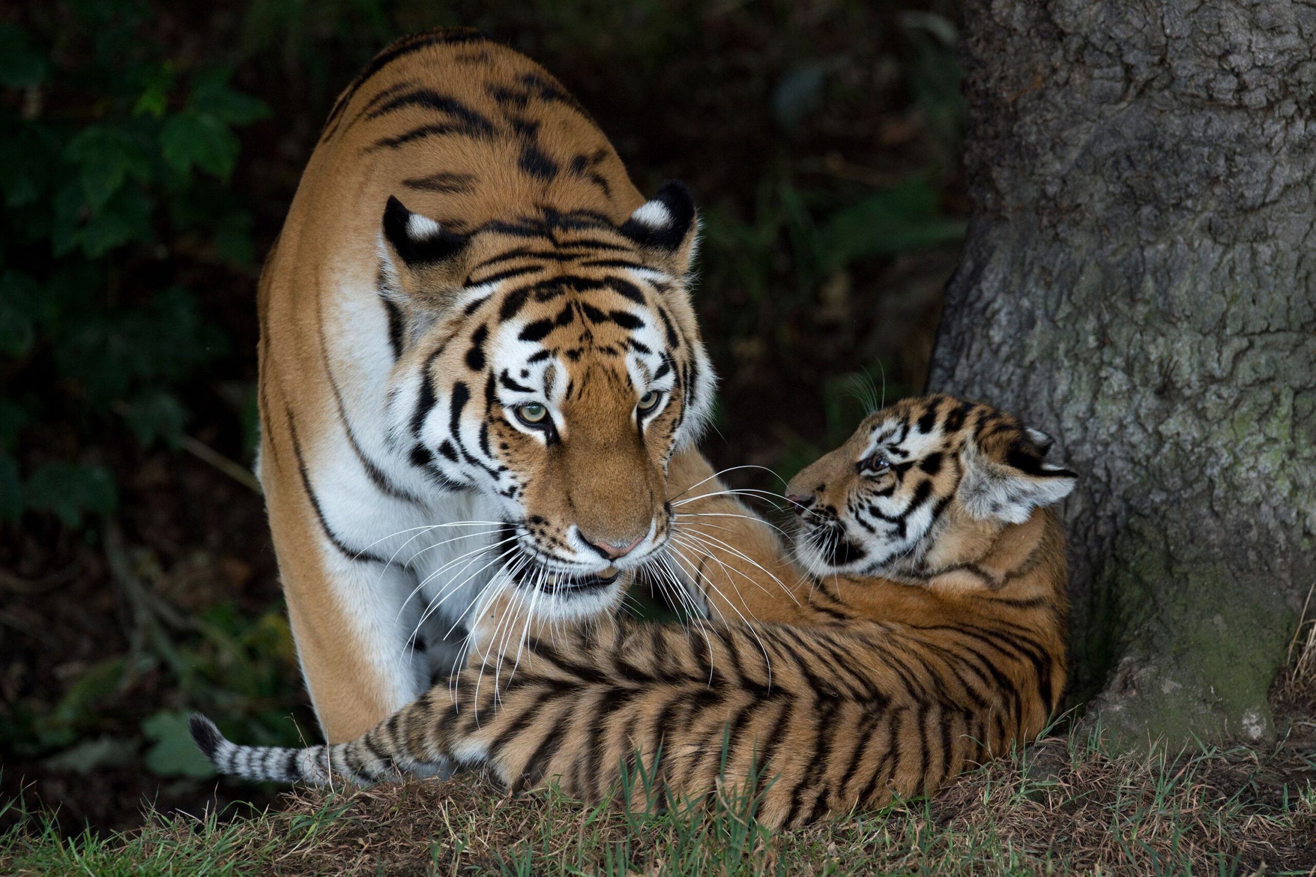 <i>Oli Scarff/AFP/Getty Images/File via CNN Newsource</i><br/>A rare Amur Tiger cub