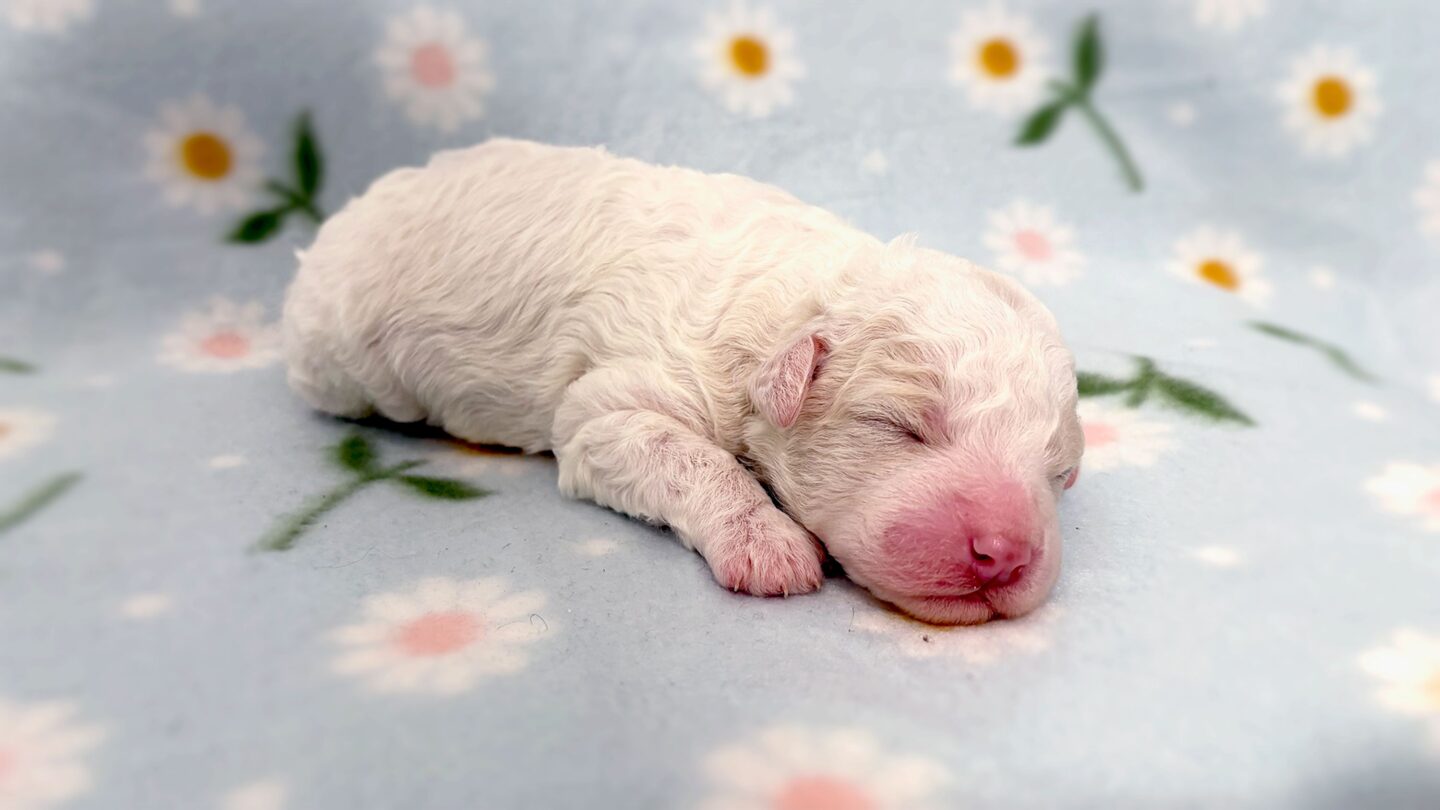 <i>Courtesy Breeder home album/Julia Kiiskinen - Yle via CNN Newsource</i><br/>The six puppies don't have names yet.