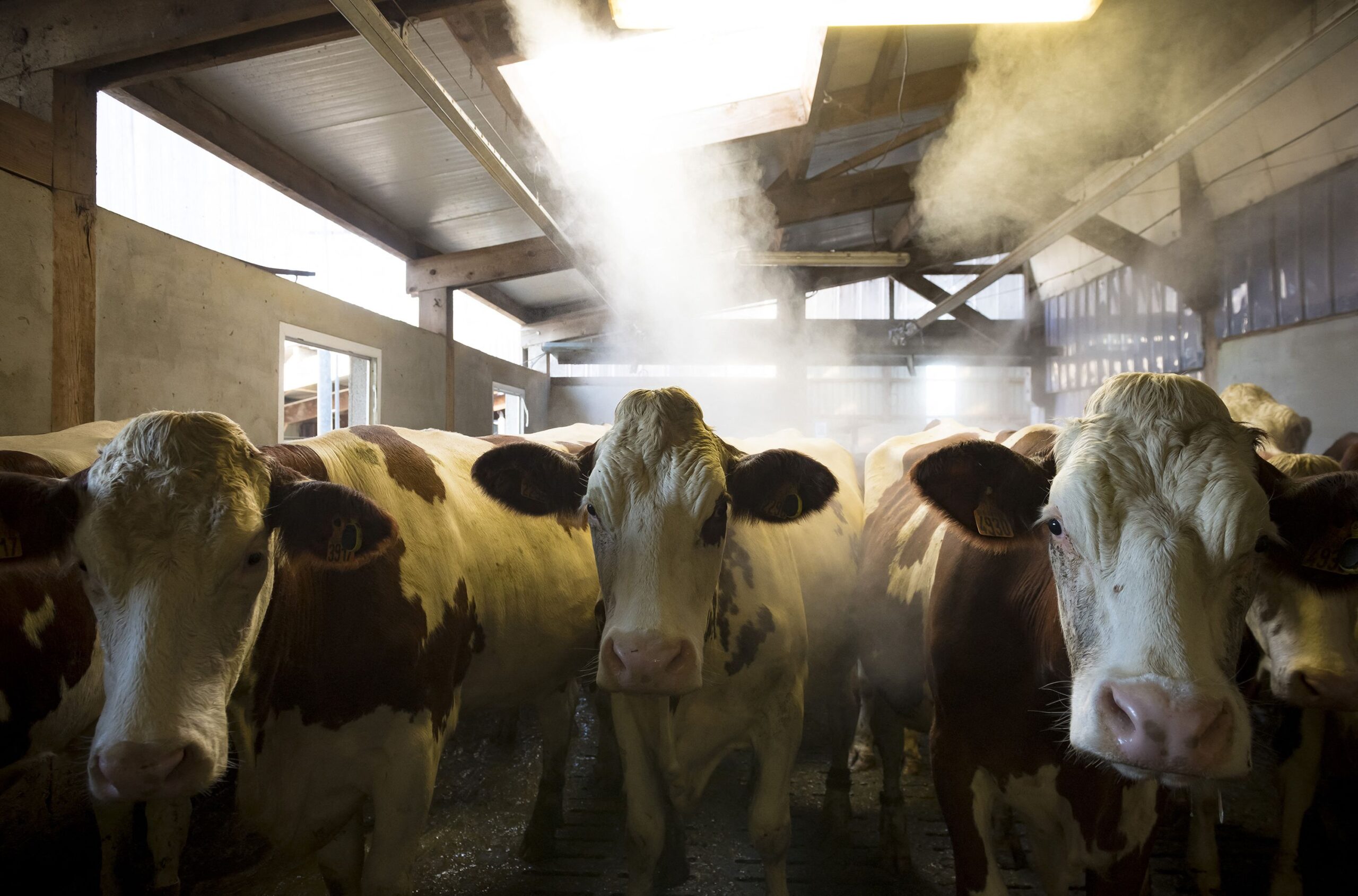 <i>Jérôme Chabanne/Hans Lucas/AFP/Getty Images/File via CNN Newsource</i><br/>Shamonda is most commonly reported in cattle